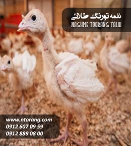 جوجه بوقلمون بیوتی یک ماهه